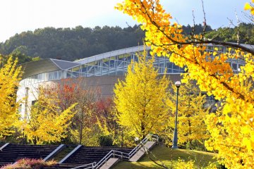 <p>Желтые деревья гинкго окружают спортивный комплекс</p>