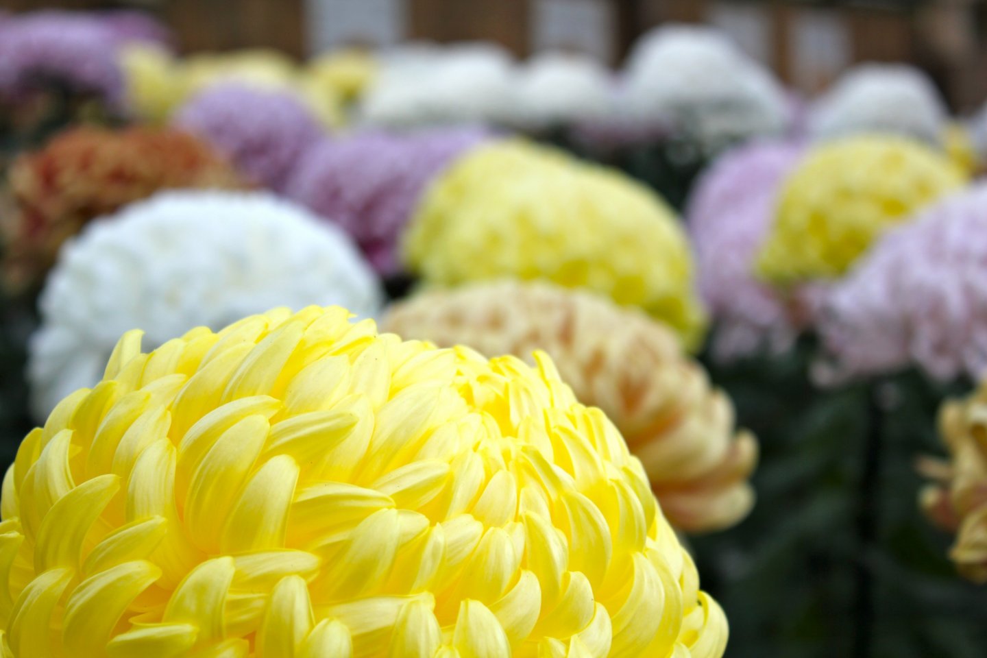 Japanese Chrysanthemums: a labor intensive process that the Japanese have been perfecting for centuries.