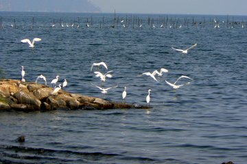 <p>White egrets congregating on a rocky outcrop</p>