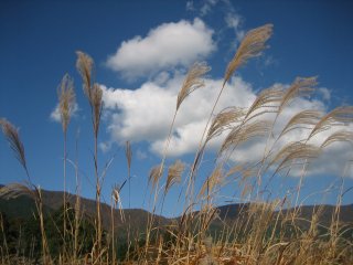 หญ้าแพมพาส (Pampas) ญี่ปุ่นและท้องฟ้าสีฟ้าใส
