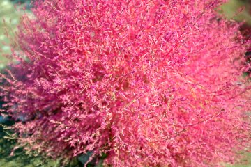 <p>ดาราของฤดูใบไม้ร่วง ต้นโคะชิอะ (kochia) สีแดง</p>
