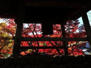 Menikmati daun-daun merah musim gugur dari menara lonceng