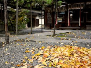 Yellow leaves have been swept into a small pile