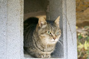 <p>While climbing Mt.&nbsp;Maizuru you&#39;ll find many cats! This one let me go near her and take photos! I think she actually enjoyed it</p>