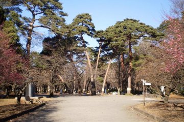 <p>ต้นไม้ในสวนสาธารณะโอมิยะ</p>