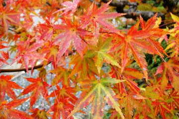 <p>The folk park is one of Gero Onsen&#39;s best places to view the autumn leaves</p>