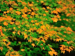 Green and yellow maple leaves make a pretty scene