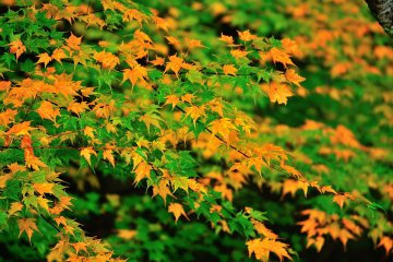 <p>Green and yellow maple leaves make a pretty scene</p>
