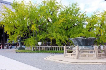 <p>Beautiful ginkgo trees and a lotus-shaped water fountain</p>
