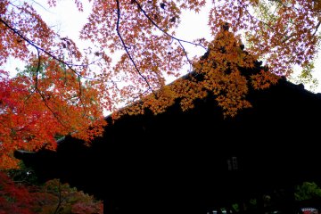 <p>Beautiful orange maple leaves make a delicate pattern against dark wood</p>