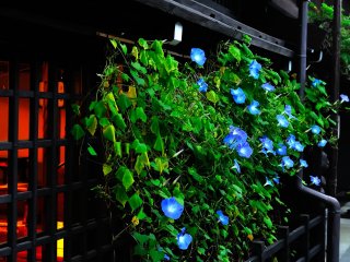Warm light lit in the house with morning glory blooming in front of the window
