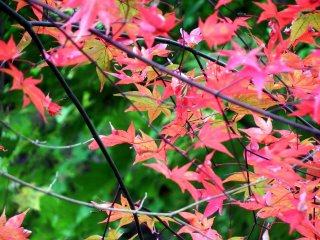 Warna merah dan hijau dalam nuansa musim gugur yang sejuk