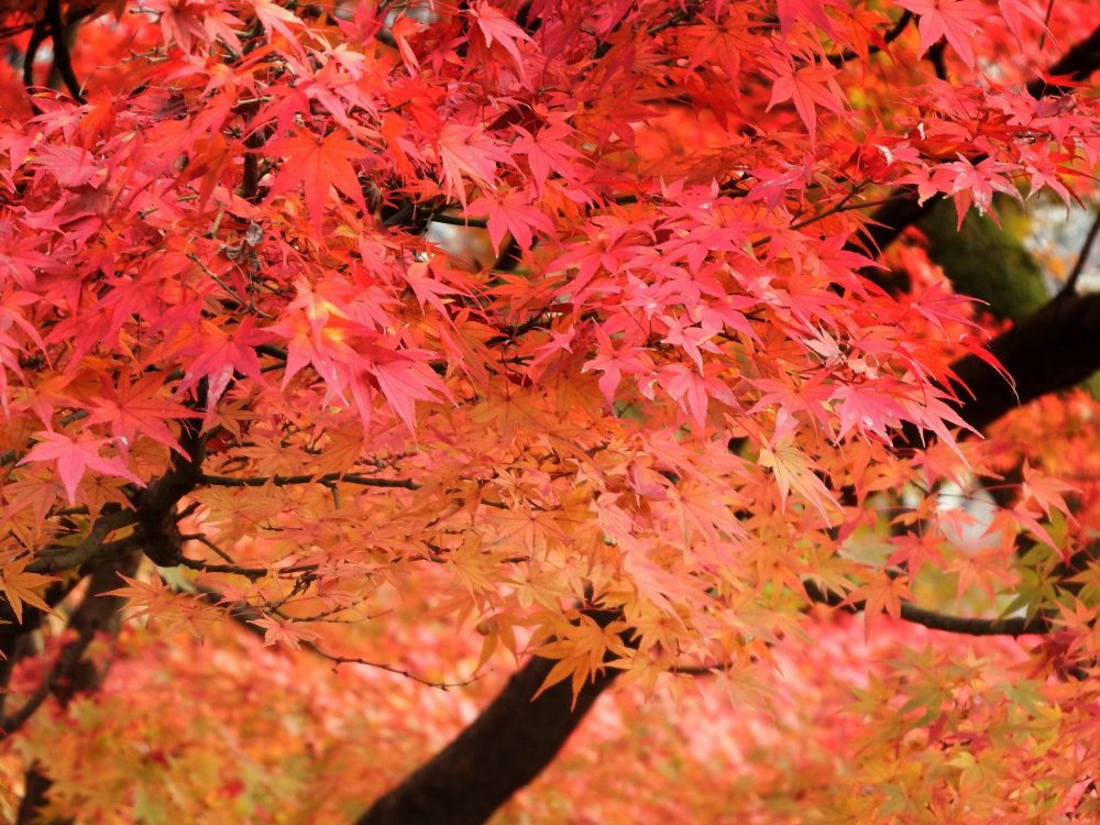 Warna merah membara dedaunan maple yang sangat brilian