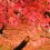 Warna Musim Gugur Taman Nishiyama
