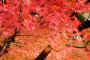 Warna Musim Gugur Taman Nishiyama