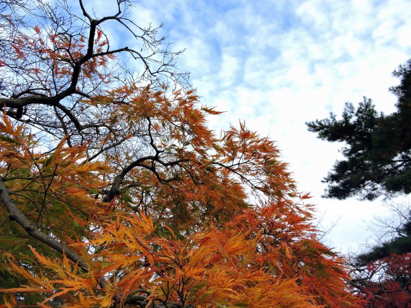 가을 하늘 아래의 오렌지색 나뭇잎들
