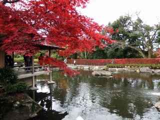 People strolling along a path beside a pond in which Koi are swimming