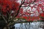 Vườn Kyoto tại Công viên Nishiyama