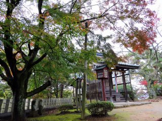 Giant maple tree towering over the prayer hall of Konpira Shrine