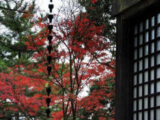 Looking at the red maple leaves from the prayer hall of Konpira Shrine in Nishiyama Park