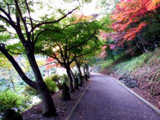 Many statues line the path decorated with beautiful autumn leaves