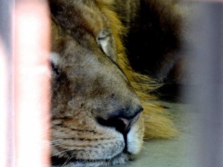 眠るライオン