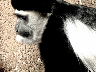 Khỉ Colobus đen trắng