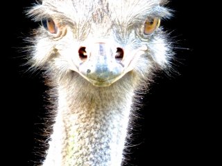 Ostrich. What a face!