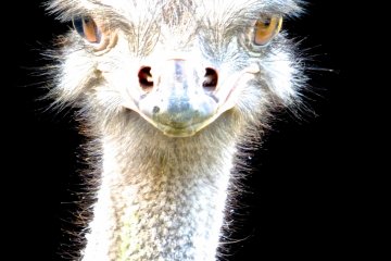 Ostrich. What a face!