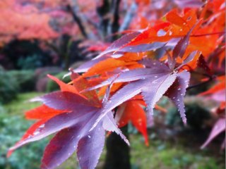 A close up on the garden&#39;s maples