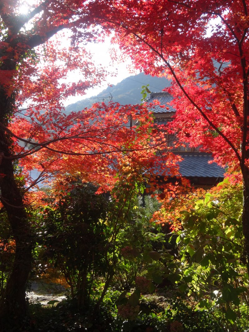 <p>A view through the foliage out to the mountains of Saga</p>
