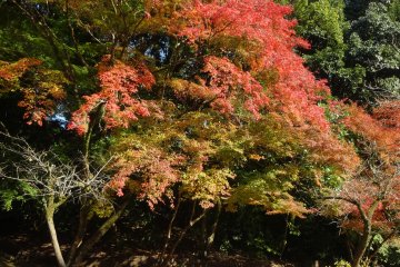 <p>Autumn is a beautiful season to visit Tatsuda Nature Park</p>