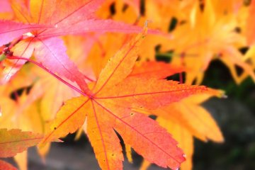 <p>Fall color lasts into early December here and in other parts of Saga</p>