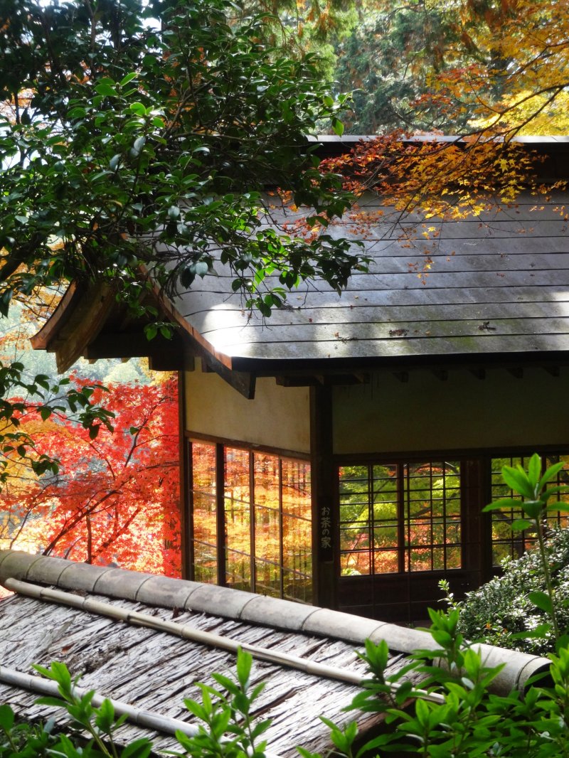 <p>A glass-windowed tea house reflects the autumn foliage</p>