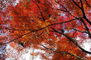 <p>The changing maples look like red lace against the sky</p>
