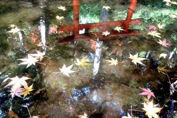 <p>The torii from a small shrine is reflected in one of the garden&#39;s pools</p>