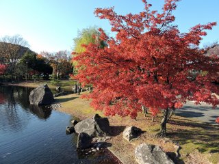 연못 옆에 있는 빨간 단풍잎