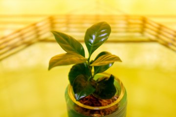 <p>It all started with a single coffee tree</p>