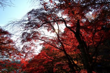 오후의 태양 아래 붉게 타오르는 나무들