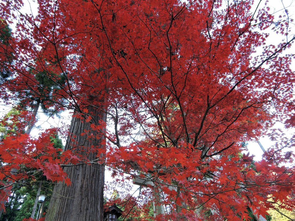 天高く聳える杉の木の横で真っ赤な翼を広げる楓