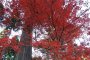 O Colorido Parque Kakyo em Echizen
