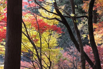 에치젠시 카쿄공원의 가을 산허리는 매우 화려했다.