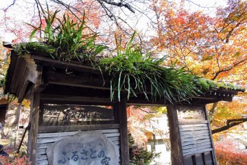 고향의 집 지붕에서 야생으로 자라는 이 잡초들 좀 봐!