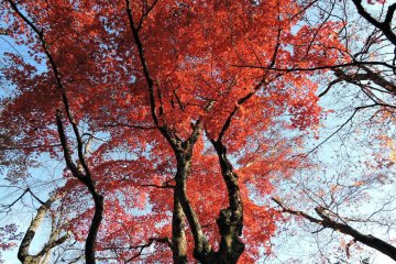 <p>Dancing red maple leaves beside Furusato-no Ie</p>
