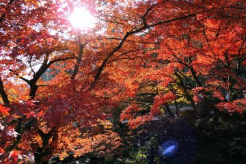 <p>Burning red maple leaves under the afternoon sun in front of Furusato-no Ie</p>
