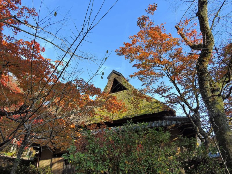 가쿄공원에 있는 일본 시골집"후루사토노이에" 푸른 하늘 아래 오렌지 단풍잎으로 둘러싸여 있다