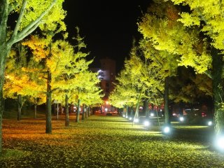 The plaza at Kumamoto&#39;s prefectural office is illuminated during the month of November