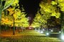 Autumn Illumination in Kumamoto