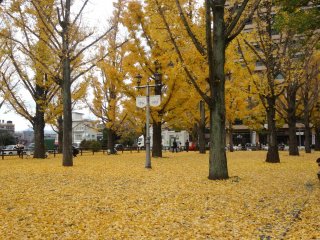 The best time for viewing the gingkos would be in the third and fourth weeks of November