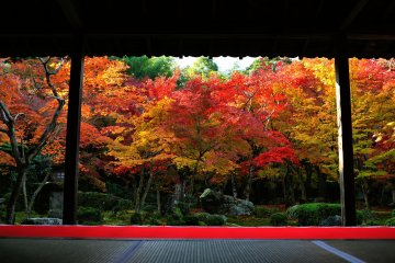 紅葉の一葉の絵 - 京都 - Japan Travel